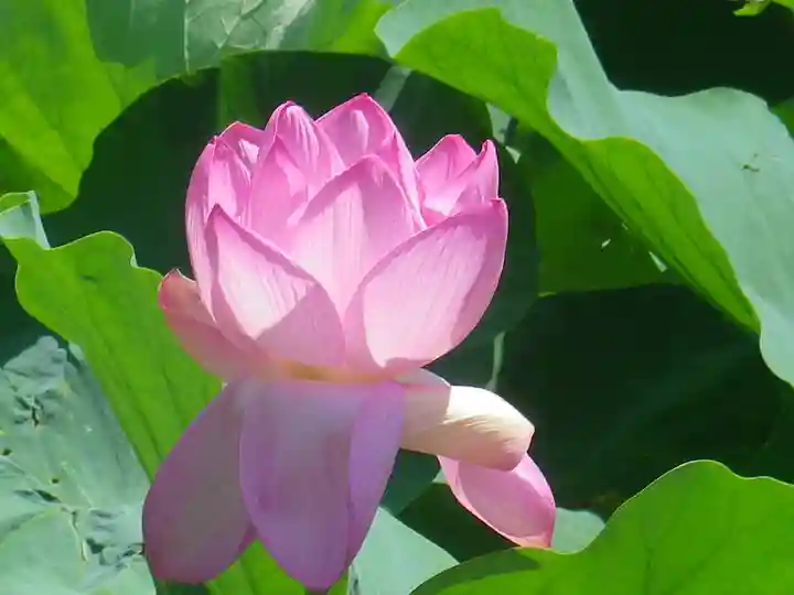 鶴岡八幡宮の自然