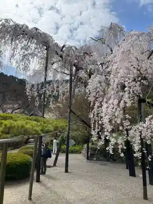 善峯寺(京都府)
