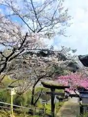 武雄神社の自然