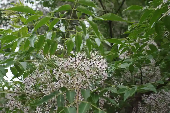 八幡神社の自然