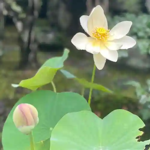 伊勢の国 四天王寺の自然
