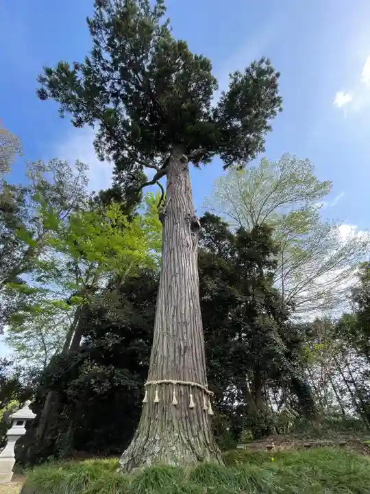 板倉熊野神社(千葉県)