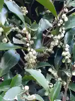 伏木香取神社(茨城県)