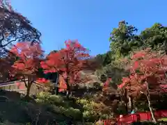 普門寺(切り絵御朱印発祥の寺)の自然