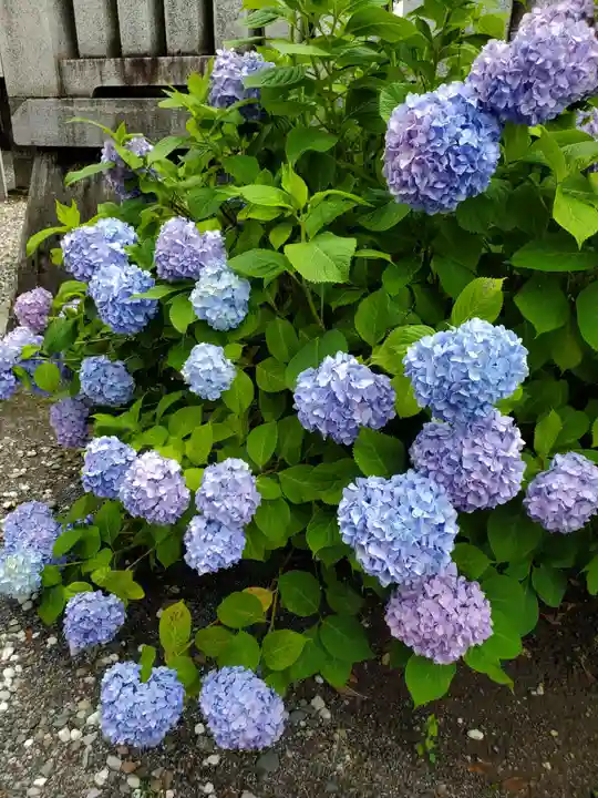 千住神社(東京都)