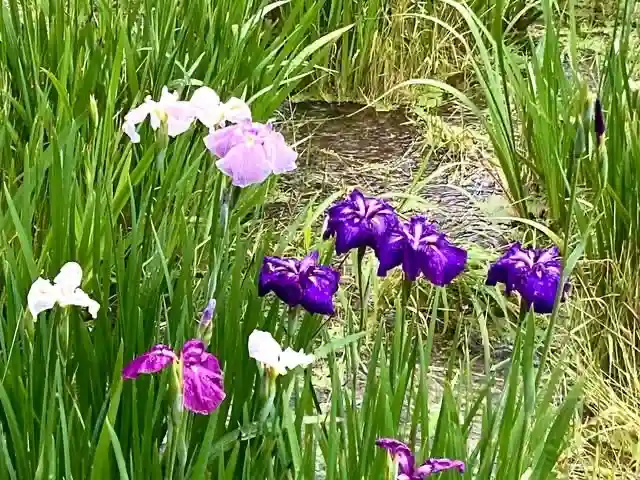 本土寺(千葉県)