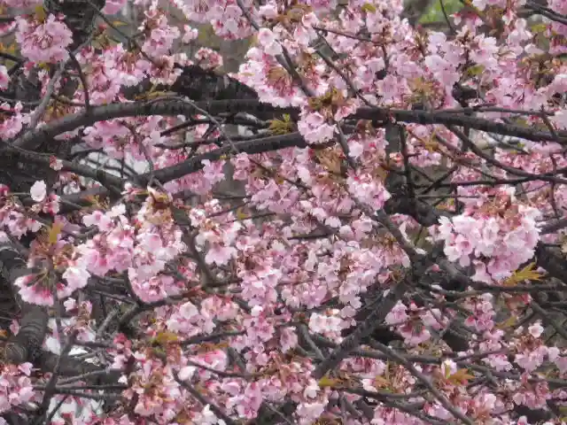 鶴岡八幡宮の自然
