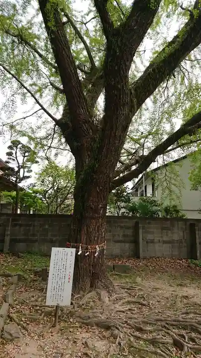 鳥飼八幡宮の自然