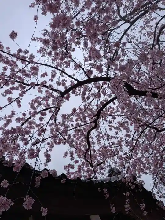 新井薬師(梅照院)(東京都)