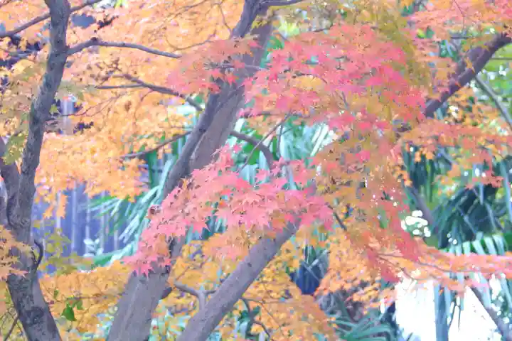 宇治神社の自然