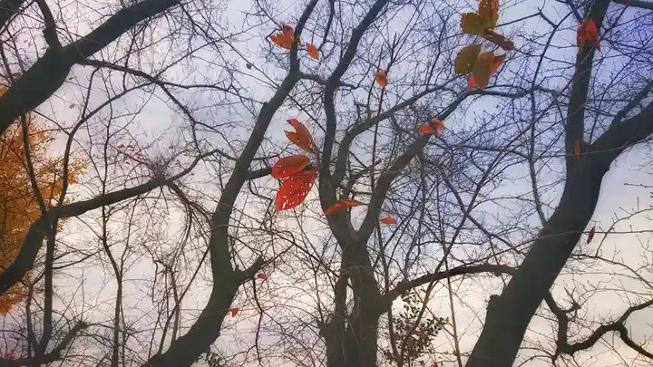 八坂社(桜木)の自然