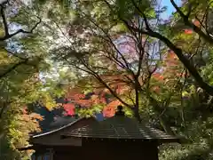 普門寺(切り絵御朱印発祥の寺)の自然