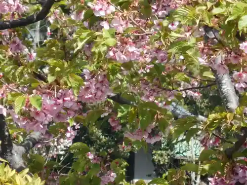 来迎寺（材木座）の自然