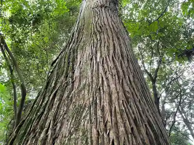 幣立神宮の自然