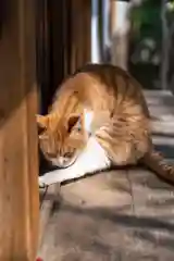 大江神社の動物