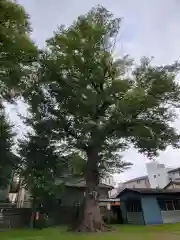 上戸田氷川神社の自然