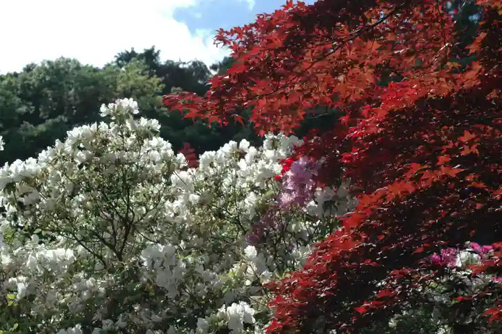 五大尊堂(長徳寺)の自然