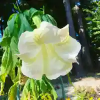 豊景神社の自然