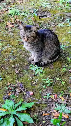 白金氷川神社の動物