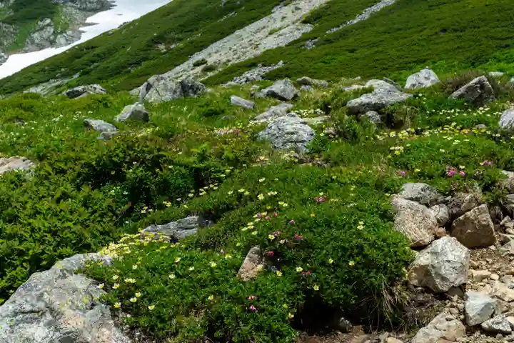 雄山神社峰本社の自然