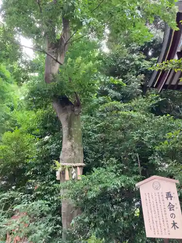 川越八幡宮の自然