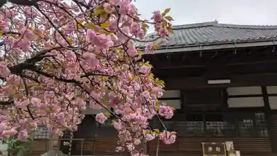 墨染寺（桜寺）(京都府)