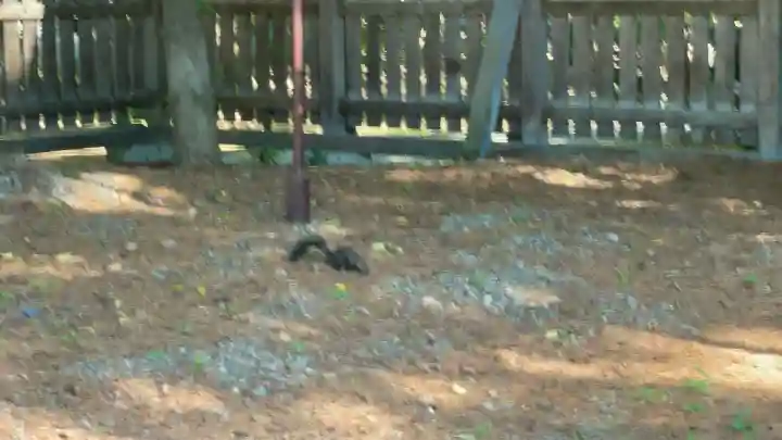帯廣神社の動物
