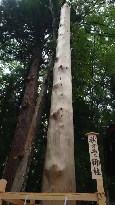 諏訪大社下社秋宮の自然