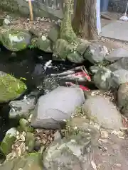 八幡朝見神社の動物