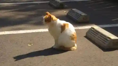 前原御嶽神社の動物