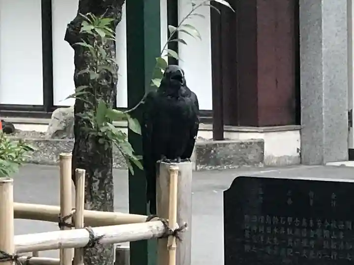 大國魂神社の動物
