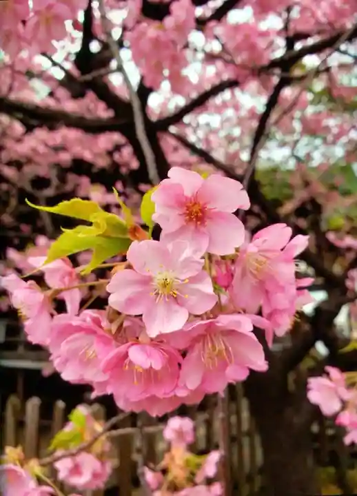 新宿下落合氷川神社(東京都)