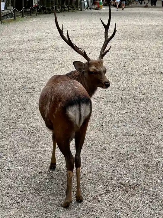 春日大社(奈良県)