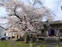 妙経寺(福井県)