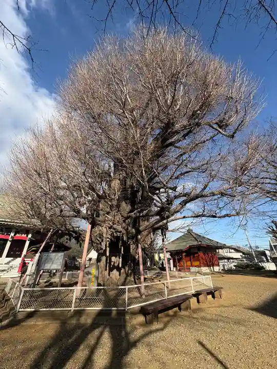 千葉寺(千葉県)