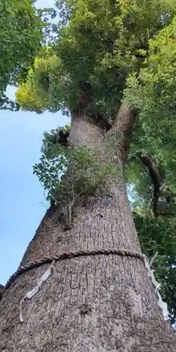 素鵞神社の自然