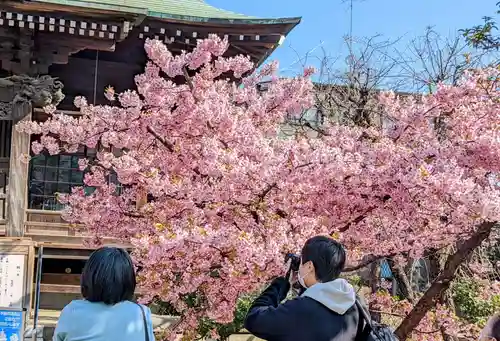 桜神宮の自然
