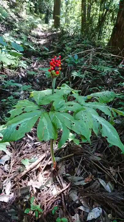 二荒山神社の自然