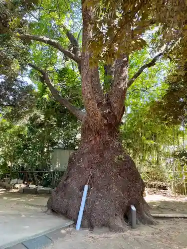 玉川神社(東京都)