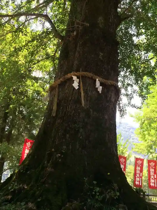 雲八幡宮の御朱印