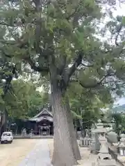 三島神社の自然