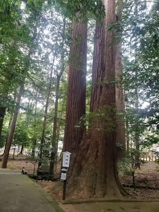 若狭姫神社(若狭彦神社下社)(福井県)