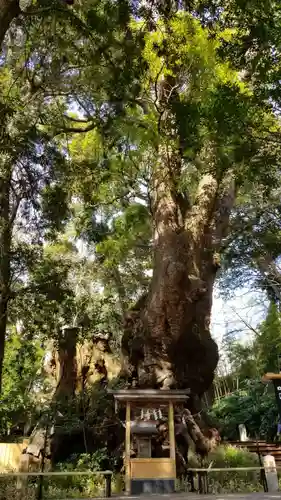 來宮神社の自然