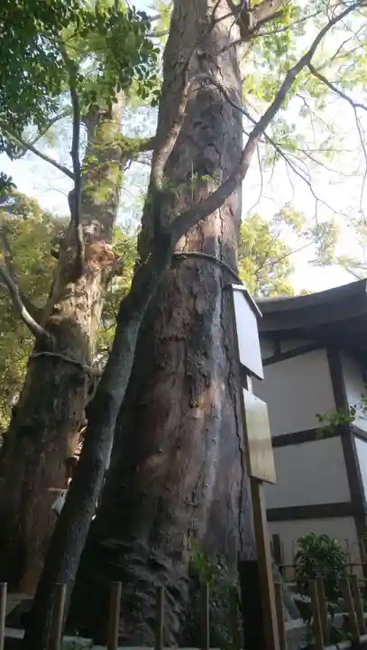 川越氷川神社の自然