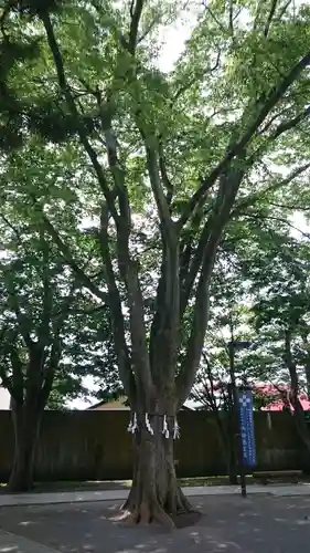 乃木神社のその他建物