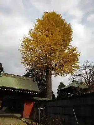 安養寺の山門・神門