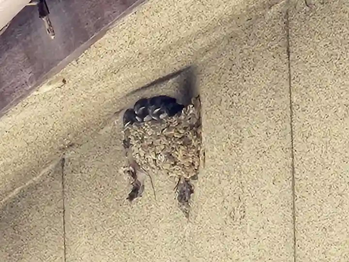 厳島神社の動物