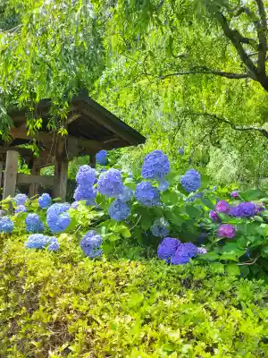明月院の御朱印