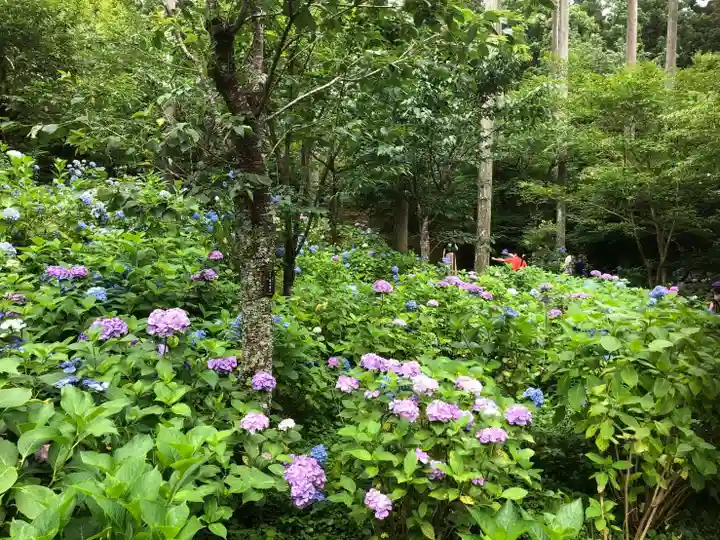 三千院門跡の自然