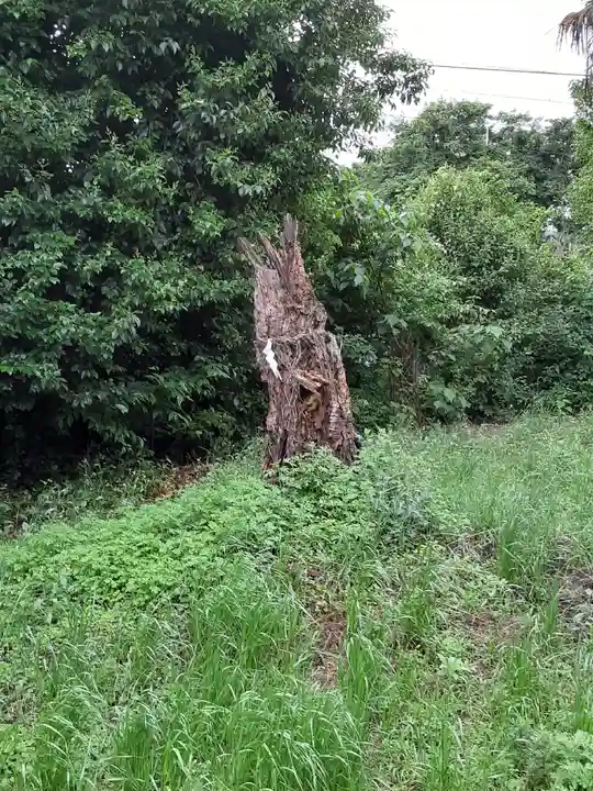大歳神社の自然